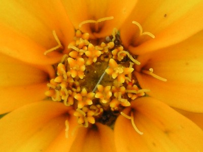 ホソバヒャクニチソウ〔細葉百日草〕の花（写真）